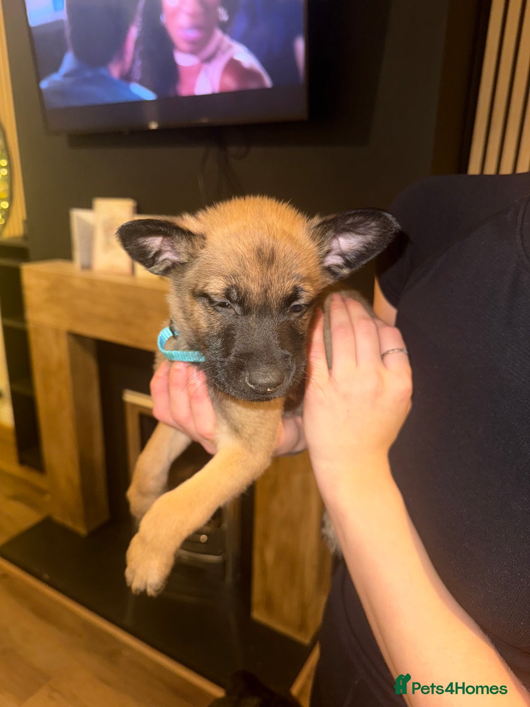 Belgian Shepherd Dog dogs for sale: Pure Belgian Malinois Puppies - Advert 38