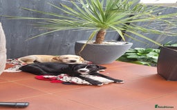 Mixed Breed dogs for sale: THE LAST BEAUTIFUL BOY–CaneCorso x Staffy puppies  - Image 6