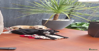 Mixed Breed dogs - Advert 14