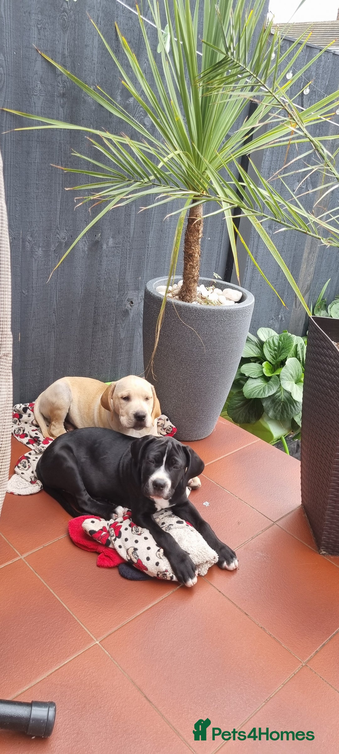 Mixed Breed dogs for sale: THE LAST BEAUTIFUL BOY–CaneCorso x Staffy puppies  - Image 6