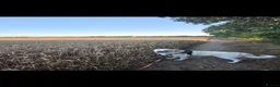 Golden Retriever dogs for sale: Seeking forever home - Advert 9