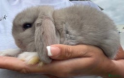 Mini Lop rabbits for sale: Stunning Mini Lop Bunnies in Tunbridge Wells - Image 11
