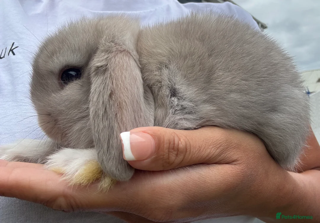 Mini Lop rabbits for sale: Stunning Mini Lop Bunnies in Tunbridge Wells - Advert 11