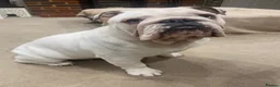 English Bulldog dogs for stud: Monty - Advert 2