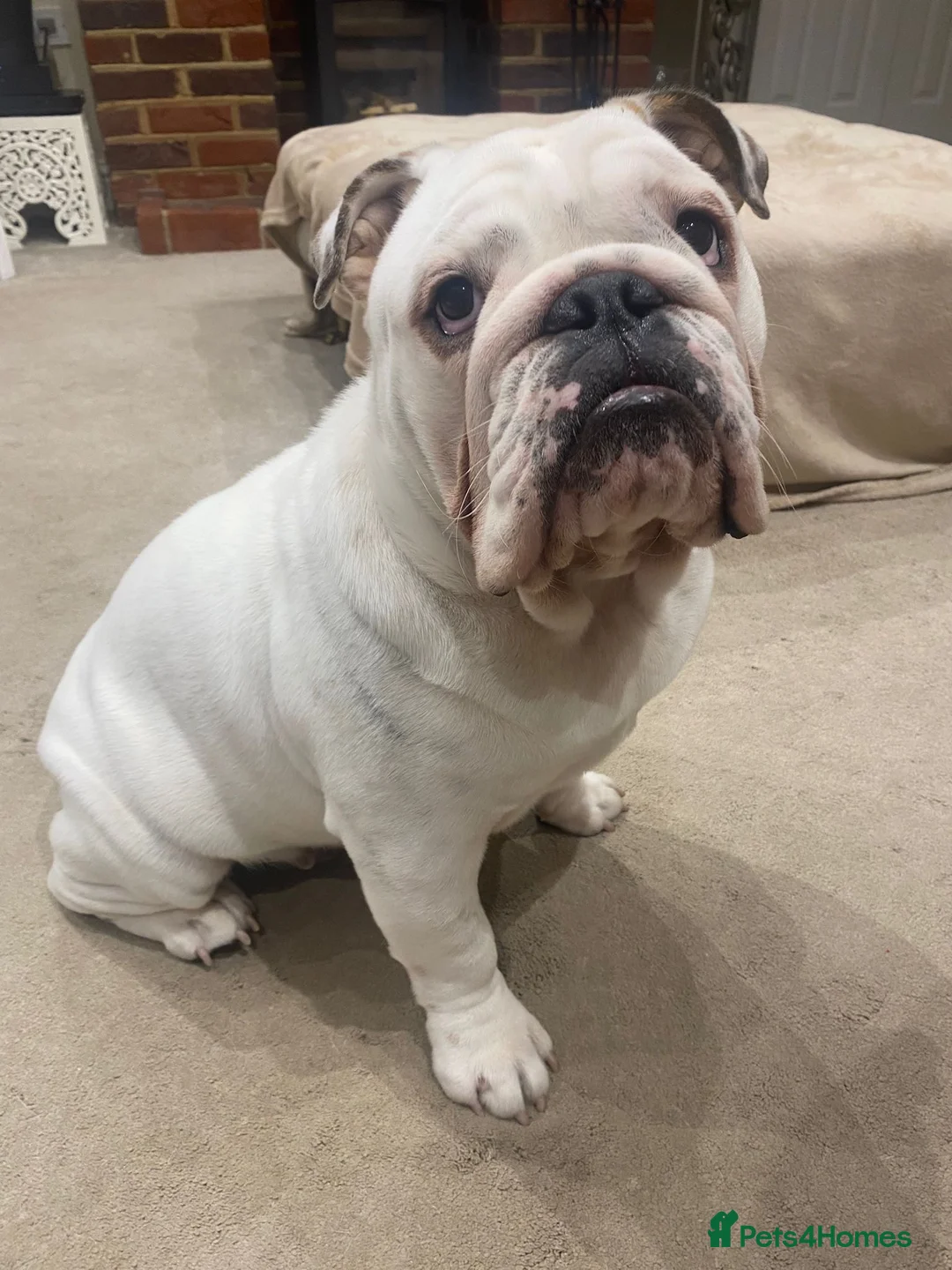 English Bulldog dogs for stud: Monty - Advert 2