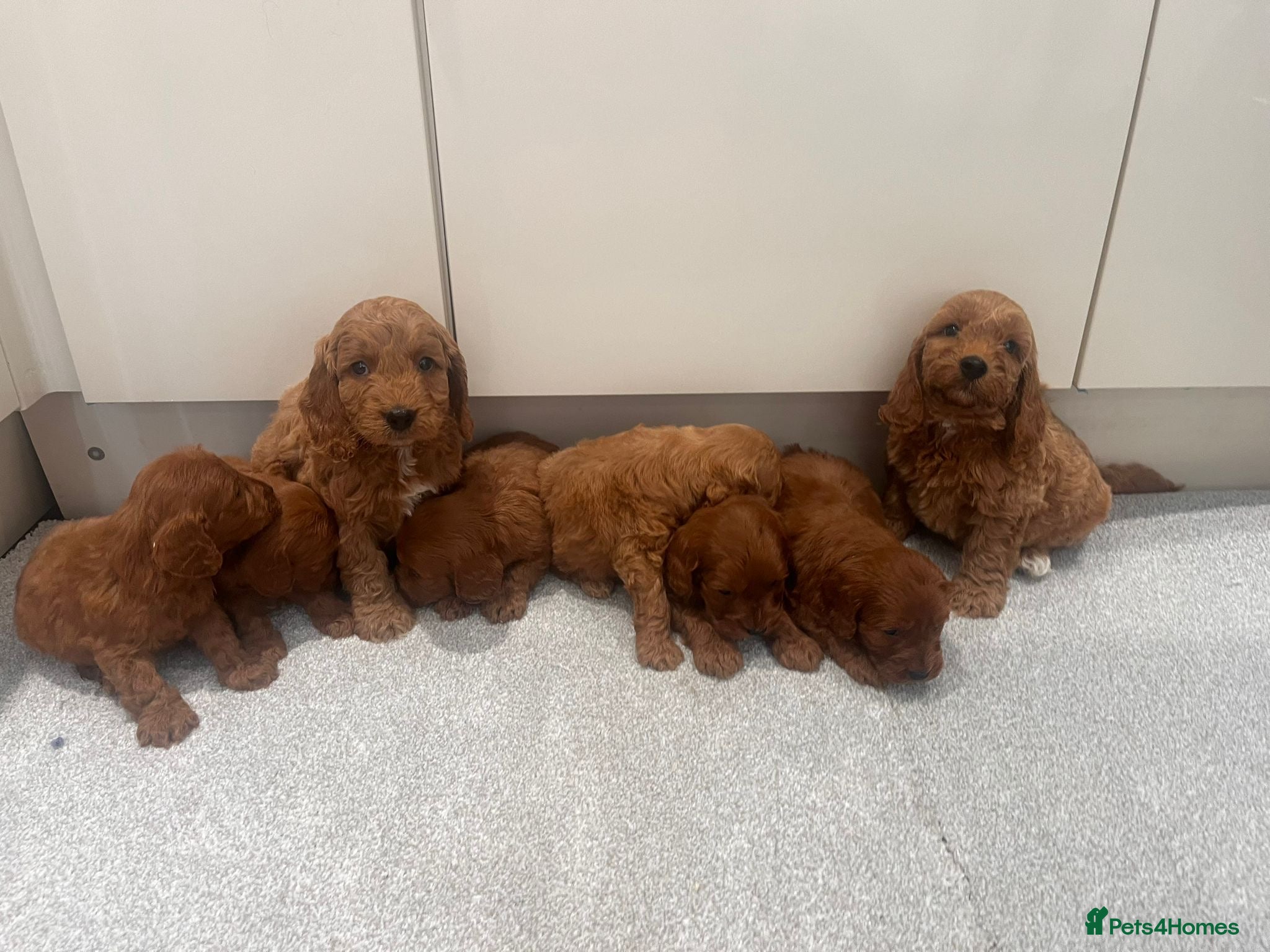 Cockapoo dogs KC Parents F1 Cockerpoos !!!! - Advert 2