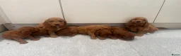 Cockapoo dogs for sale: KC Parents F1 Cockerpoos !!!! - Advert 2