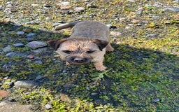 Border Terrier dogs for stud: Pedigree border terrier stud available  - Image 3