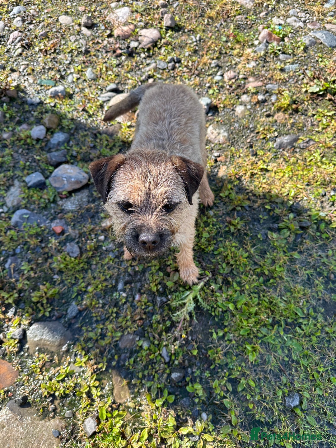 Border Terrier dogs for stud: Pedigree border terrier stud available  - Image 3