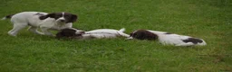 English Springer Spaniel dogs for sale: Working English springer spaniels  - Advert 28