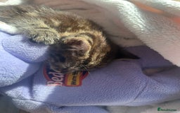 Mixed Breed cats for sale: Mouse — Rescue Kitten Looking for a Forever Home - Image 8