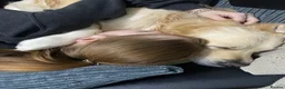 Golden Retriever dogs for stud: Extremely handsome boy in Southport - Advert 24