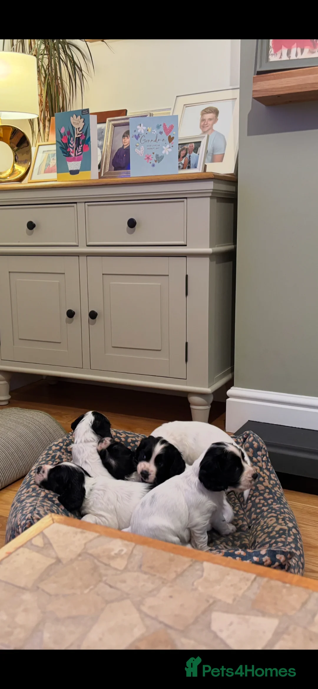 Cocker Spaniel dogs for sale: Working cocker spaniel puppies, Penylan, Cardiff  - Advert 2