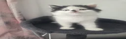 Persian cats for sale: 4 X doll faced Persian kittens cross  - Advert 4
