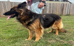 German Shepherd dogs for sale: German Shepherd KC Female  - Image 2