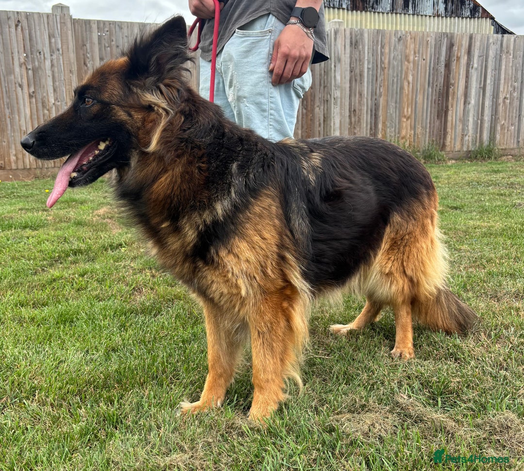German Shepherd dogs for sale: German Shepherd KC Female  - Image 2