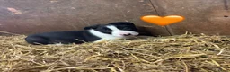 Border Collie dogs for sale: Beautiful Pedigree Border Collie Puppies - Advert 10