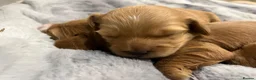 Cockapoo dogs for sale: Beautiful Cockapoo Apricot, Red 5⭐️ Health tested - Advert 10
