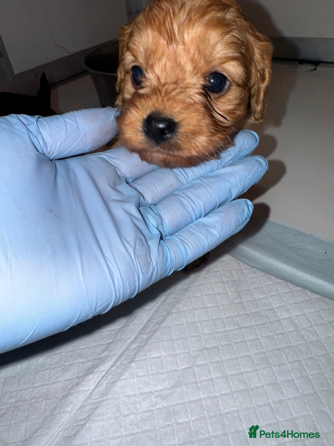 Cavapoo dogs for sale:   ✨ Adorable Miniature Cavapoo Puppies ✨ - Advert 10