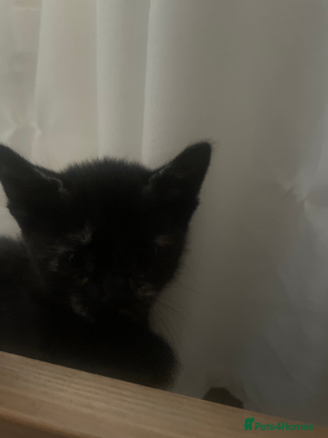 European cats for sale: Kittens for sale  - Image 16