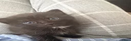 Mixed Breed cats for sale: Very beautiful marbled and striped cats - Advert 4