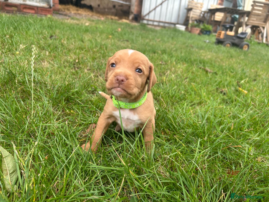 Cocker Spaniel dogs for sale: READY SOON! Working Cocker Spaniel mix Puppies  - Image 16