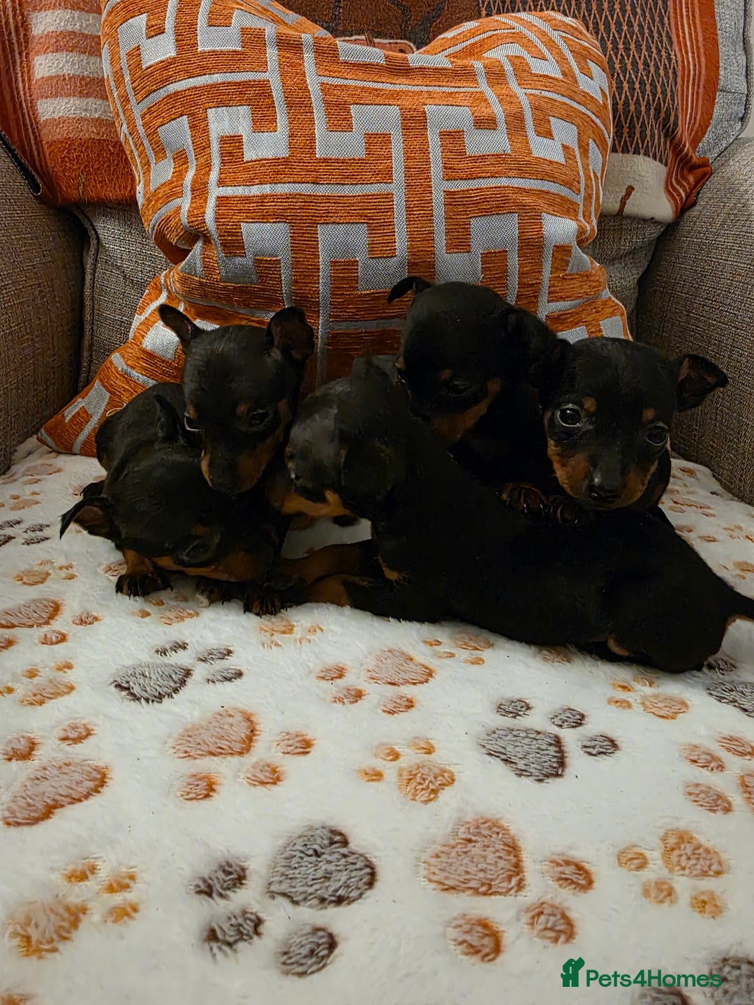 Miniature Pinscher dogs for sale: 5 beautiful miniature pincher pups - Advert 7