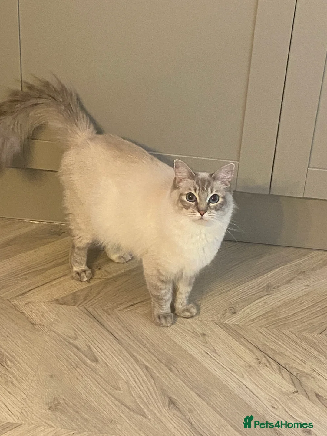 Ragdoll cats for sale: Adorable Ragdoll kittens - Advert 4