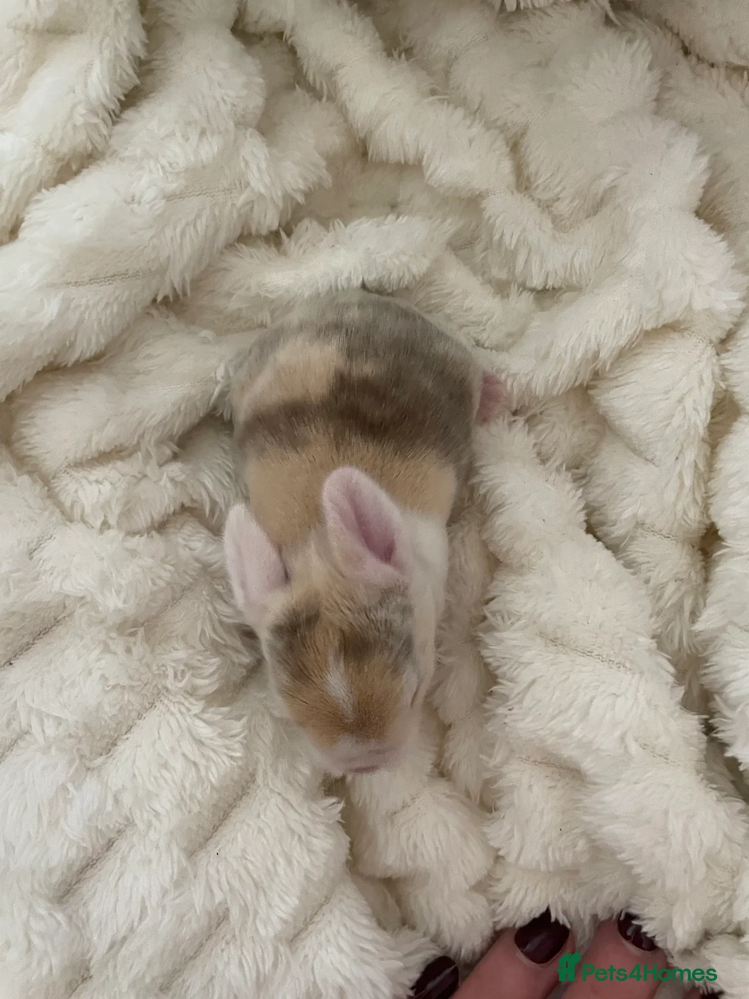 Mini Lop rabbits for sale: Mini Lop kits - Advert 3