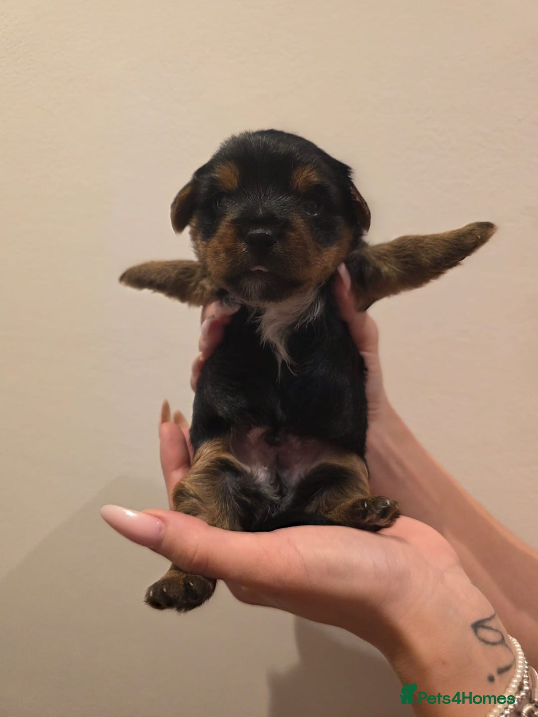 Yorkshire Terrier dogs for sale: Yorkies puppies for sale - Image 4