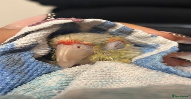 Conures birds Pineapple Conure  - Advert 1