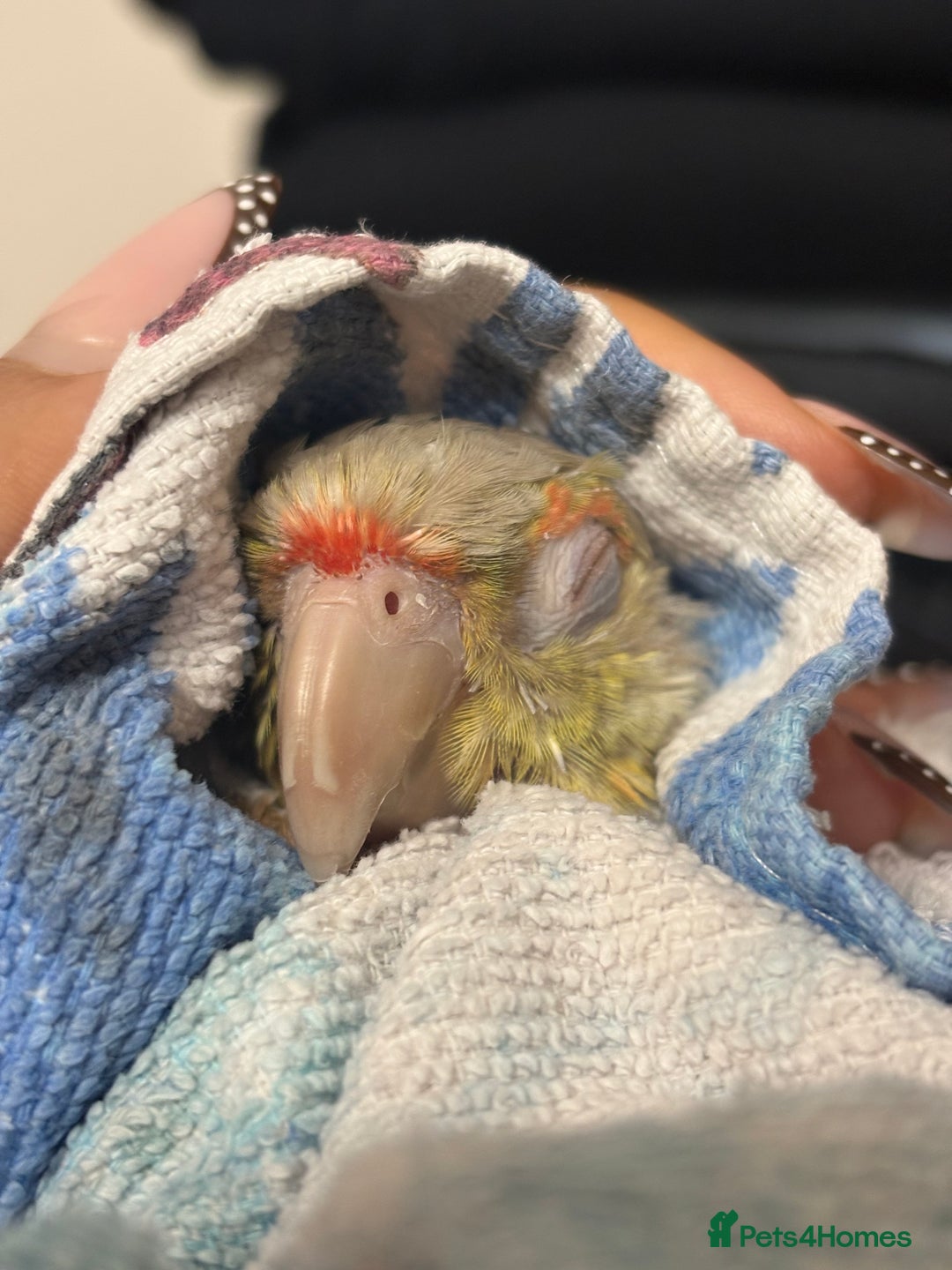 Conures birds for sale: Pineapple Conure  - Advert 3