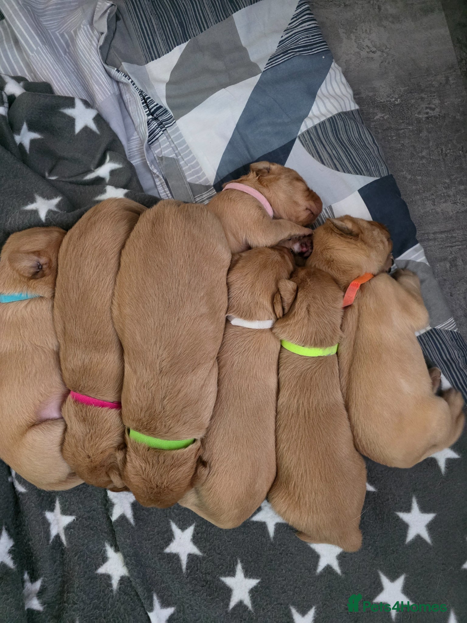 Labrador Retriever dogs Foxy Red Labrador Puppies - Advert 10