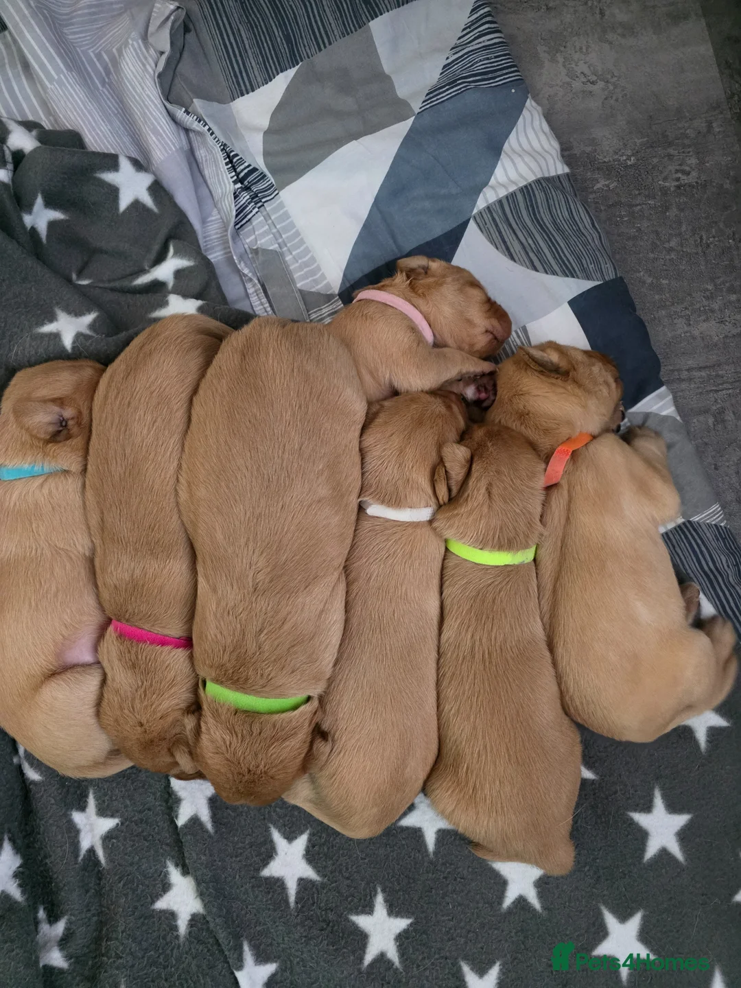 Labrador Retriever dogs for sale: Foxy Red Labrador Puppies in Kilmarnock - Advert 1