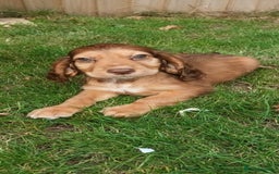 Cocker Spaniel dogs for sale: Ready Now Kc Reg Cocker Spaniel Puppies  - Image 8