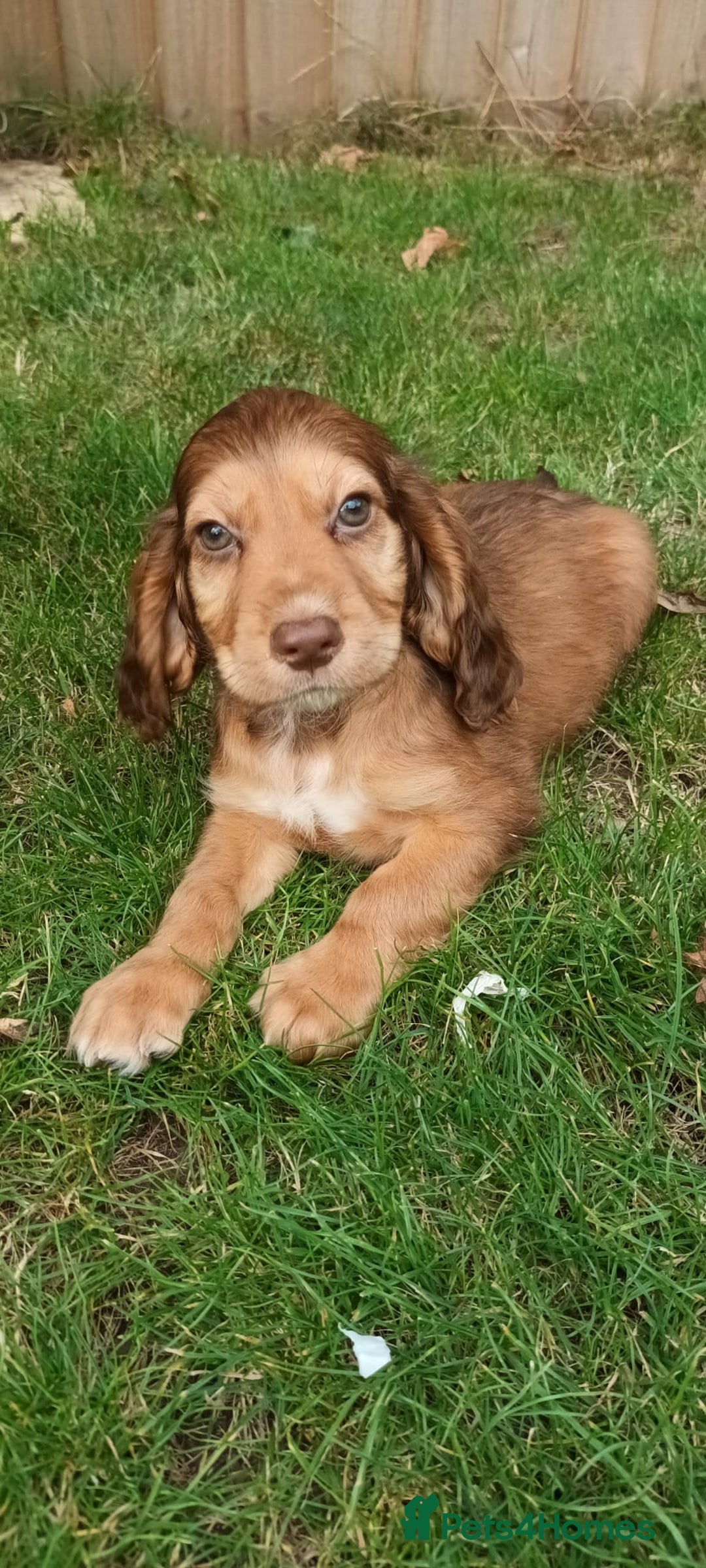 Cocker Spaniel dogs for sale: Ready Now Kc Reg Cocker Spaniel Puppies  - Image 8