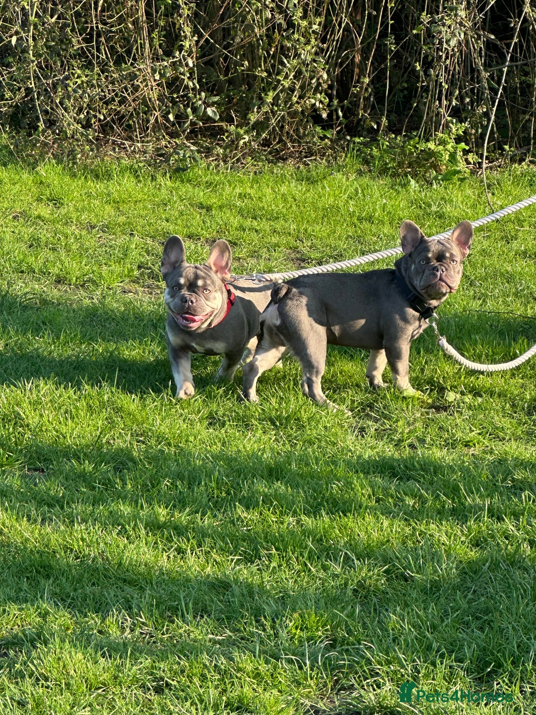 French Bulldog dogs for sale: French bulldog - Image 6