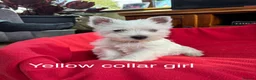 West Highland Terrier dogs for sale: Beautiful West highland puppies for sale - Advert 4