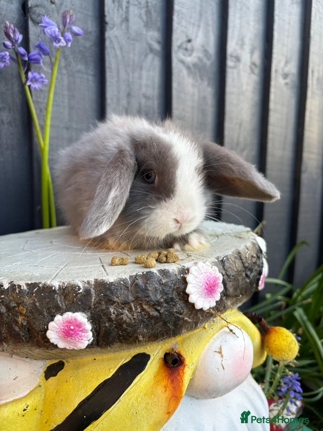 Mini Lop rabbits for sale: Lovely little mini lops baby bunny tabbits - Advert 1
