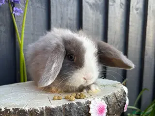 Mini Lop rabbits Lovely little mini lops baby bunny tabbits - Advert 1