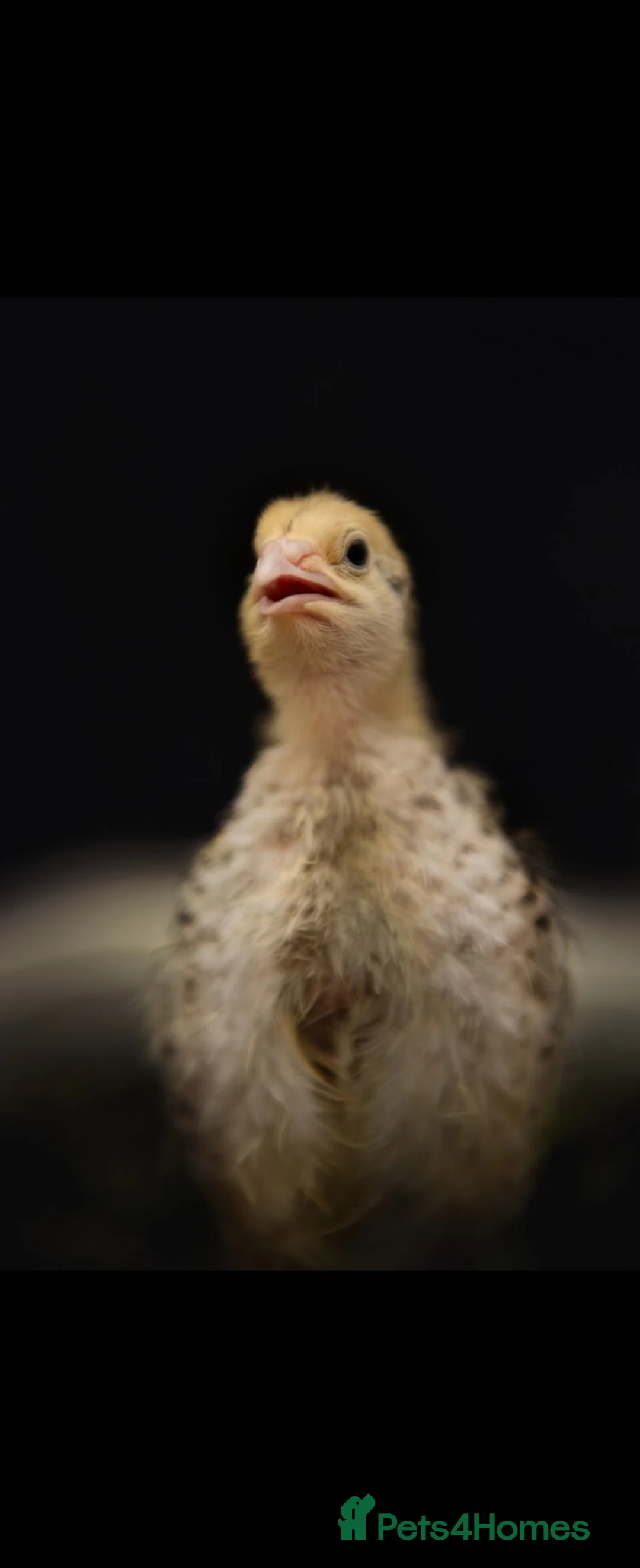 Quail poultry for sale: Quail babies - Advert 1