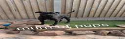Cane Corso dogs for sale: Black female cane corsos puppies  - Advert 22