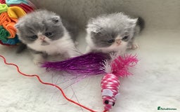 Persian cats for sale: Pedigree Persian Kittens - Image 5