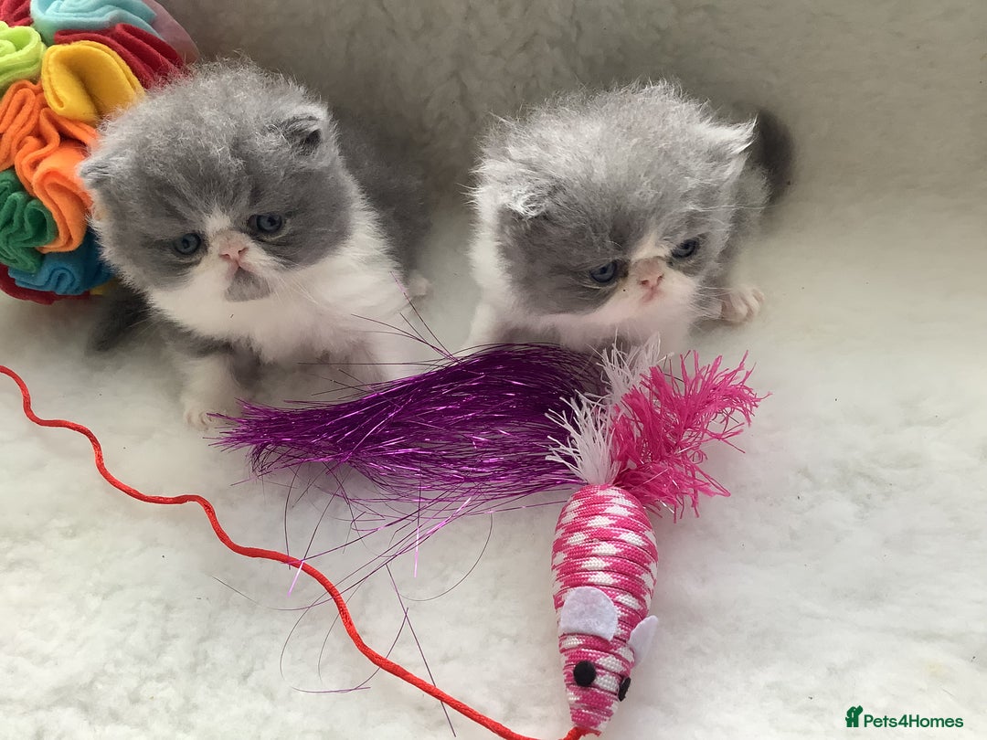 Persian cats for sale: Pedigree Persian Kittens - Image 5