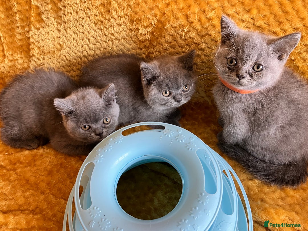 British Shorthair cats for sale: GCCF registered ChampionBloodline 5GENpedigree BSH - Image 11