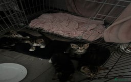 Domestic Shorthair cats for sale: tabby kittens for sale - Image 3