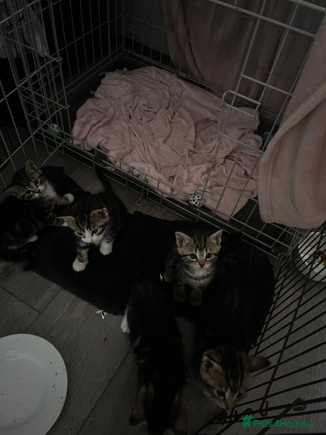 Domestic Shorthair cats for sale: tabby kittens for sale - Image 3