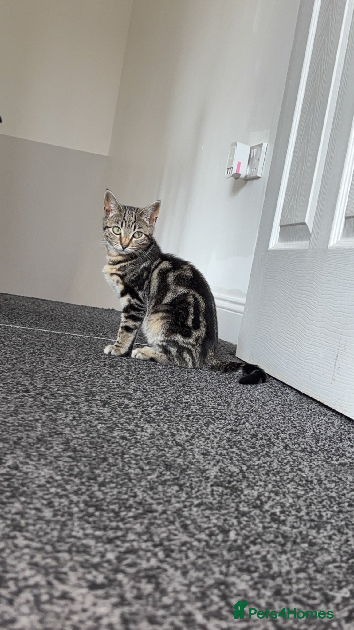 Mixed Breed cats Tabby kitten  - Advert 1