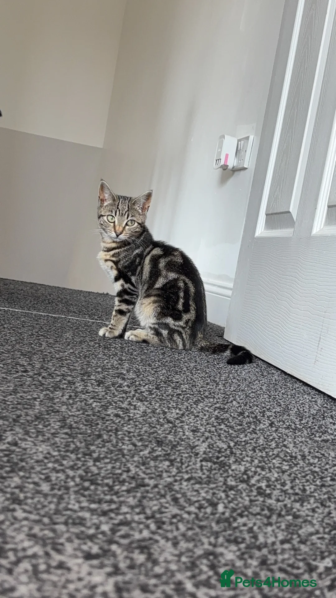 Mixed Breed cats for sale: Tabby kitten  - Advert 1