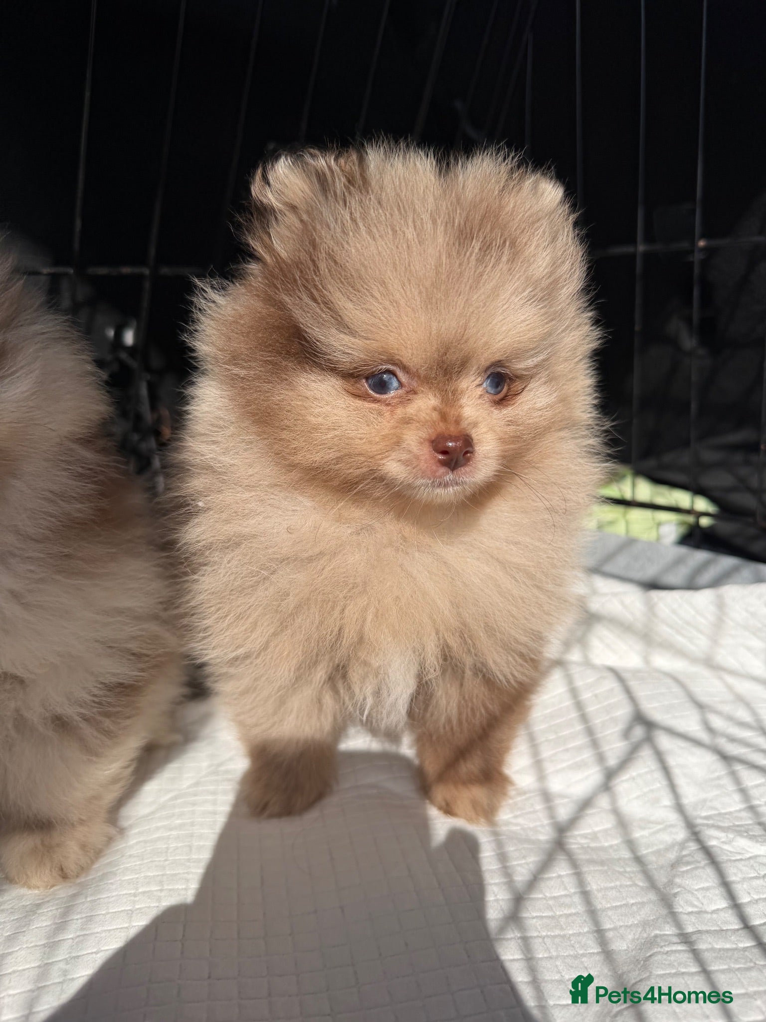 Pomeranian dogs 🍫🍦 CHOCOLATE CREAM MEARLE TEDDY BEARS🍫🍦 - Advert 6